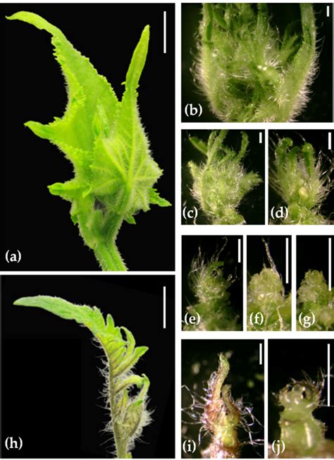 Apical bud structure in cucumber (a) and tomato plants (h) after the 7 ...