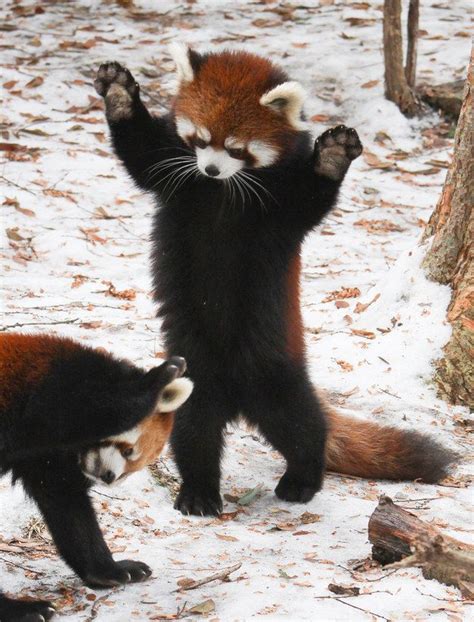 Epic 25 Things You Didn't Know About Red Pandas https://meowlogy.com ...