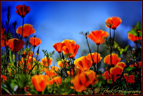 🔥 [50+] California Poppy Wallpapers | WallpaperSafari