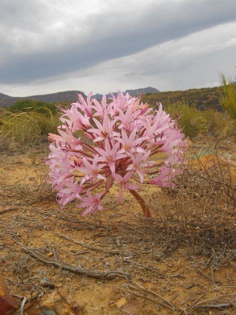 65 Proudly South African Indigenous Plants ideas | plants, planting ...