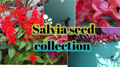 Salvia seeds collection || How to collect & store salvia seeds for next ...