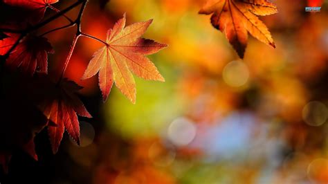 Autumn Leaf Wallpaper (68+ images)