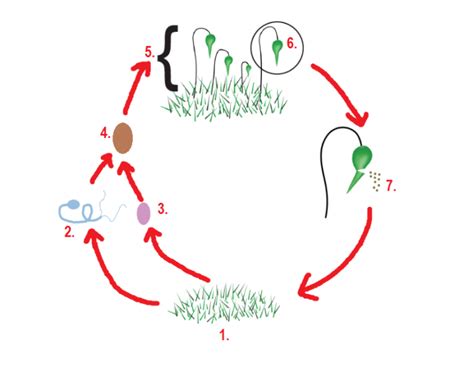 Moss Alternation of Generations Quiz