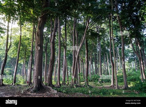 Subtropical forest in Havelock island Andaman and Nicobar Islands ...