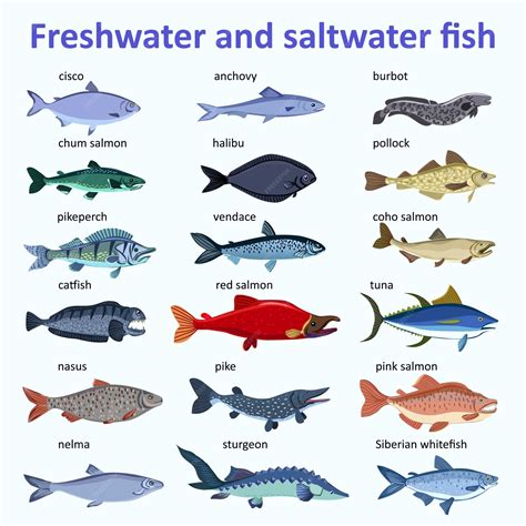 Premium Vector | Freshwater fish and saltwater fish Types and varieties