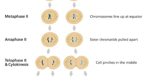 30 HD Haploid Cells Are Formed In - insectza