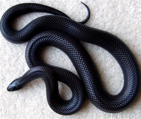 another Mexican Black Kingsnake. Can't get enough of the beautiful ...