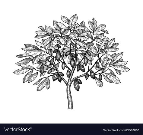 Cocoa tree ink sketch Royalty Free Vector Image