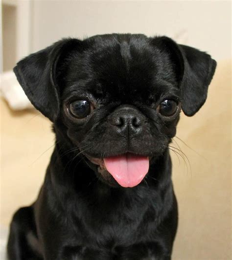 More pugs as promised, will update in the future. | Cute pugs, Baby ...