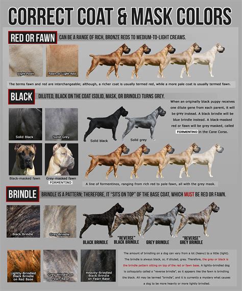 Cane Corso Colors - Breed Standard — Solterra Cane Corso