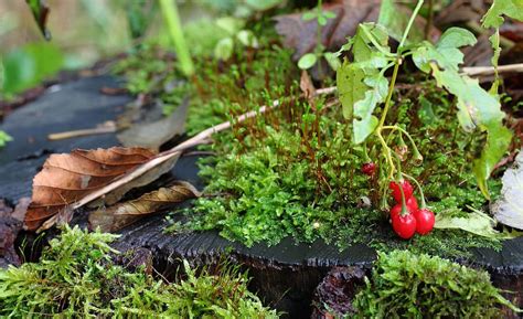 Nature berries rain 1080P, 2K, 4K, 5K HD wallpapers free download ...