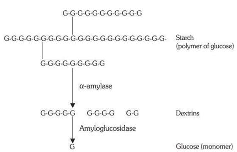 Enzymatic hydrolysis of starch to glucose. | Download Scientific Diagram