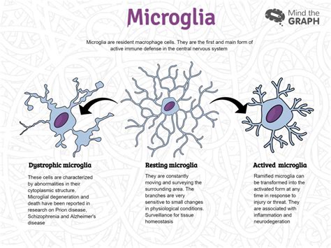 Neuroscience of nature: see the link between schizophrenia and microglia