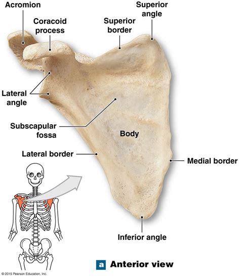 The acromion process of the scapula. | Medical anatomy, Human anatomy ...