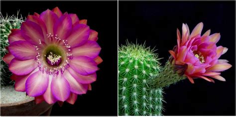 Brilliant Blooming Cactus Flowers Overnight is Absolutely Hypnotizing ...