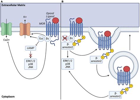 Frontiers | Mu-opioid receptor and receptor tyrosine kinase crosstalk ...