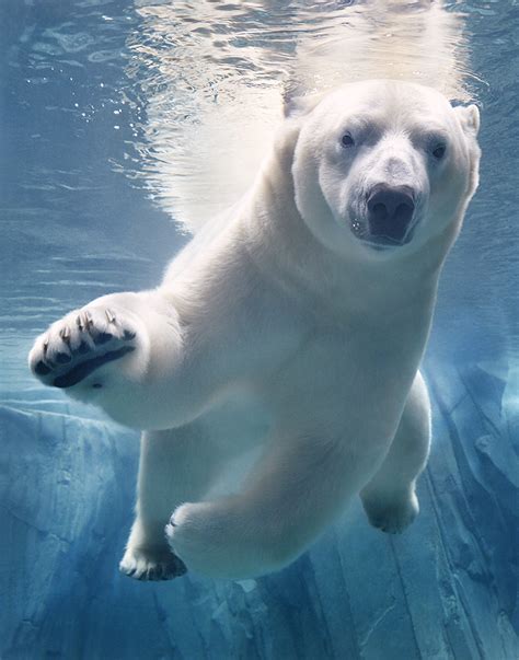 Polar Bear Underwater-Final-SH_400PPI copy – Eléonore CHARREY | Agent