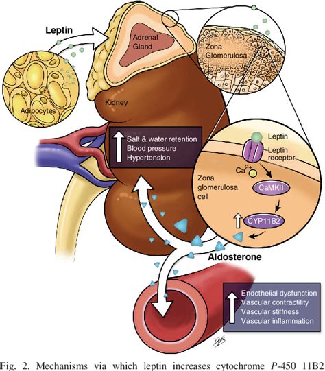 Figure 2 from New roles of aldosterone and mineralocorticoid receptors ...