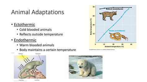 Ectothermic Endothermic Animals Of Australia Studycom