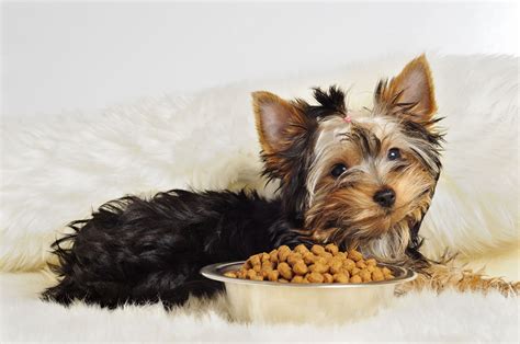 5+ Best Dog Food For Yorkies (Yorkshire Terriers) 2021 Reviews