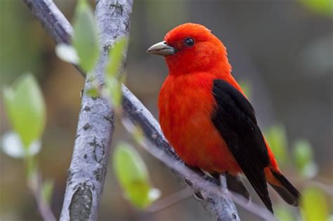 Scarlet Tanager is a stunning | Express Photos