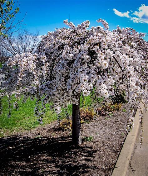 Snow Fountains Weeping Cherry Trees For Sale | The Tree Center