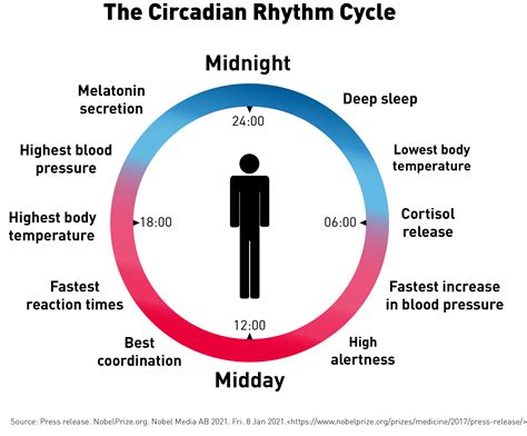 What Is A Circadian Rhythm And How To Reset Your Body Clock?