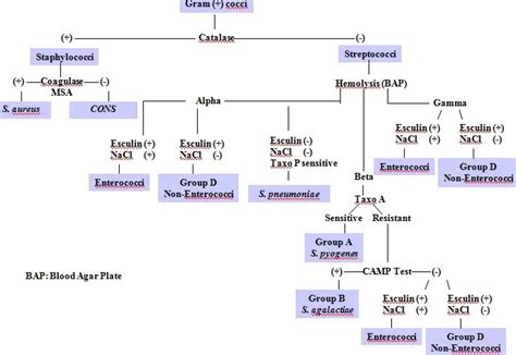 Gram Positive Cocci of Medical Importance • Microbe Online