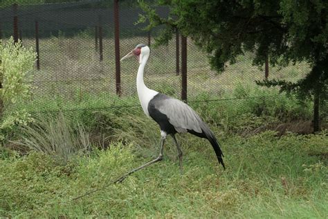 Wattled Crane - Fossil Rim Wildlife Center