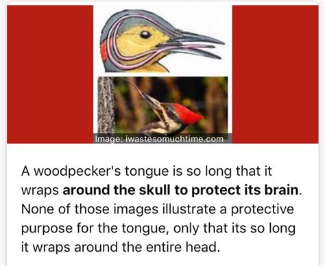 Woodpecker Brain