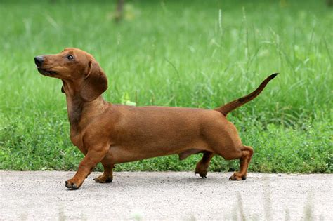 Dachshund Dog Breed » Information, Pictures, & More