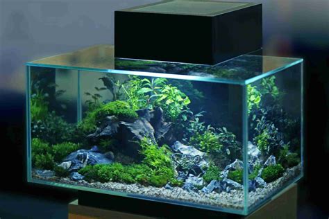 What Are The Best Fish For A 20-Gallon Tank? Here Are 10 Great Options