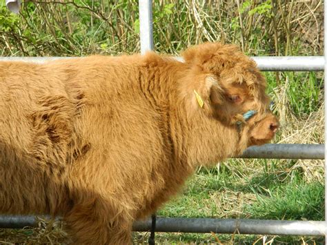 Highland Cattle Free Stock Photo - Public Domain Pictures