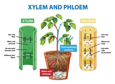 Phloem Diagram