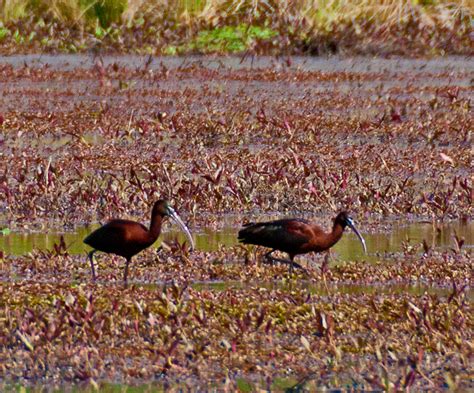 Unexpected visitors—Glossy Ibises | Mike Powell