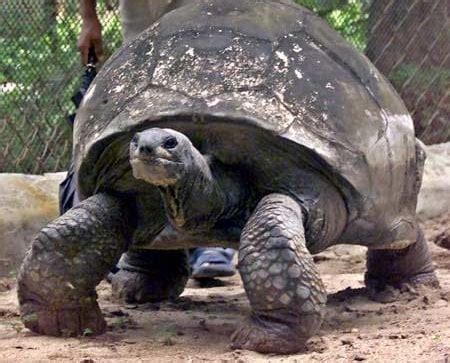 1This was Adwaita, a tortoise that lived from 1750 to 2006, making him ...