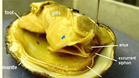 [DIAGRAM] Diagram Of Clam Anatomy - MYDIAGRAM.ONLINE