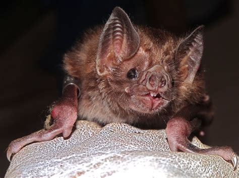 Why Killing Vampire Bats Doesn't Stop Rabies | Live Science