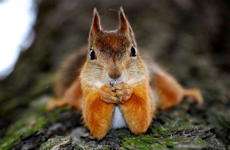 Squirrel High Quality - Wallpics.Net