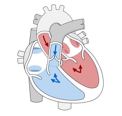 Cardiac Cycle Simulation – Human Bio Media