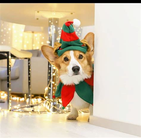 Christmas Topi Corgi | 창의적인 활동