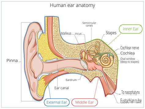 Anatomy Of The Ear