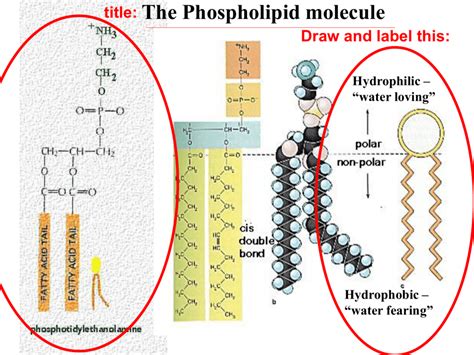 Label The Components Of A Phospholipid Phospholipid Structure | Hot Sex ...