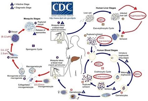 Life cycle of Plasmodium vivax