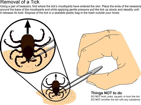 Embedded Tick Removal On Dogs | ... Ticks | Diseases | Monitoring ...