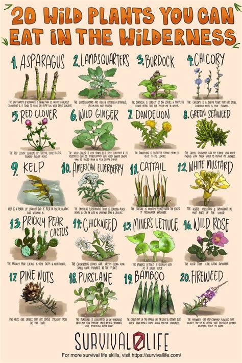 20 Edible Wild Plants You Can Forage For Survival | Edible wild plants ...