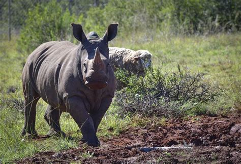 Shamwari opens new wildlife rehabilitation centre outside Port Elizabeth