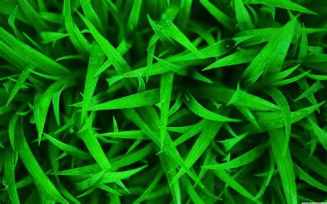 Grass Wallpapers - Wallpaper Cave