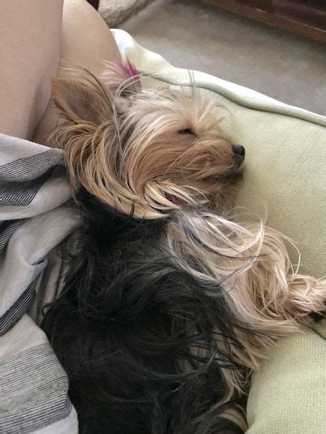 Sleeping Yorkies - they look so innocent. | Yorkie puppy, Yorkie moms ...