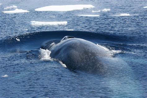 Antarctic Blue Whales Return to South Georgia